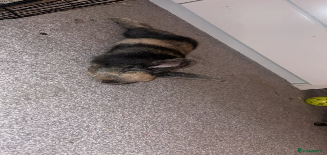 Gallery Image {{count}}