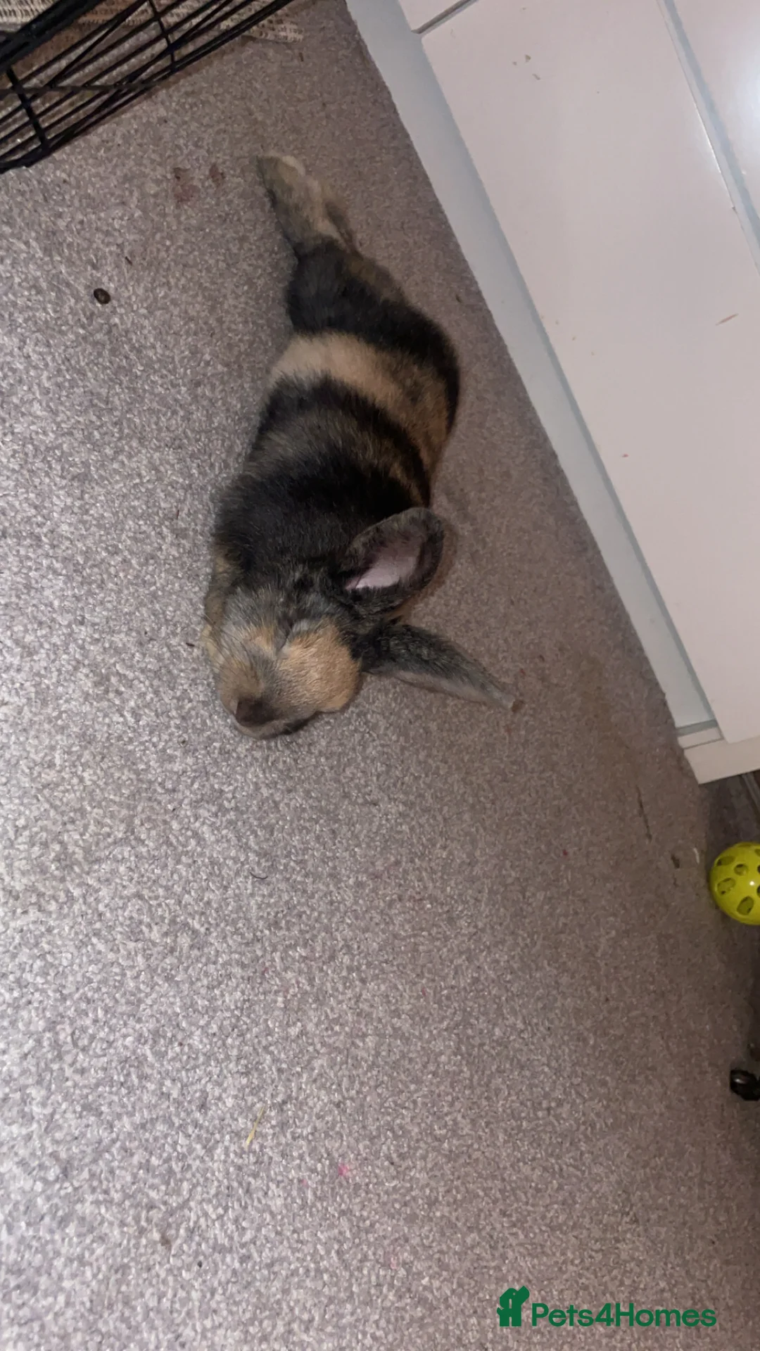 Gallery Image {{count}}