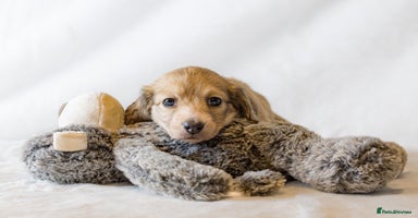 Miniature Dachshund dogs - Advert 5