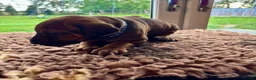 Rhodesian Ridgeback dogs for sale: 5 Star Council Registered Breeder M022667 - Advert 8