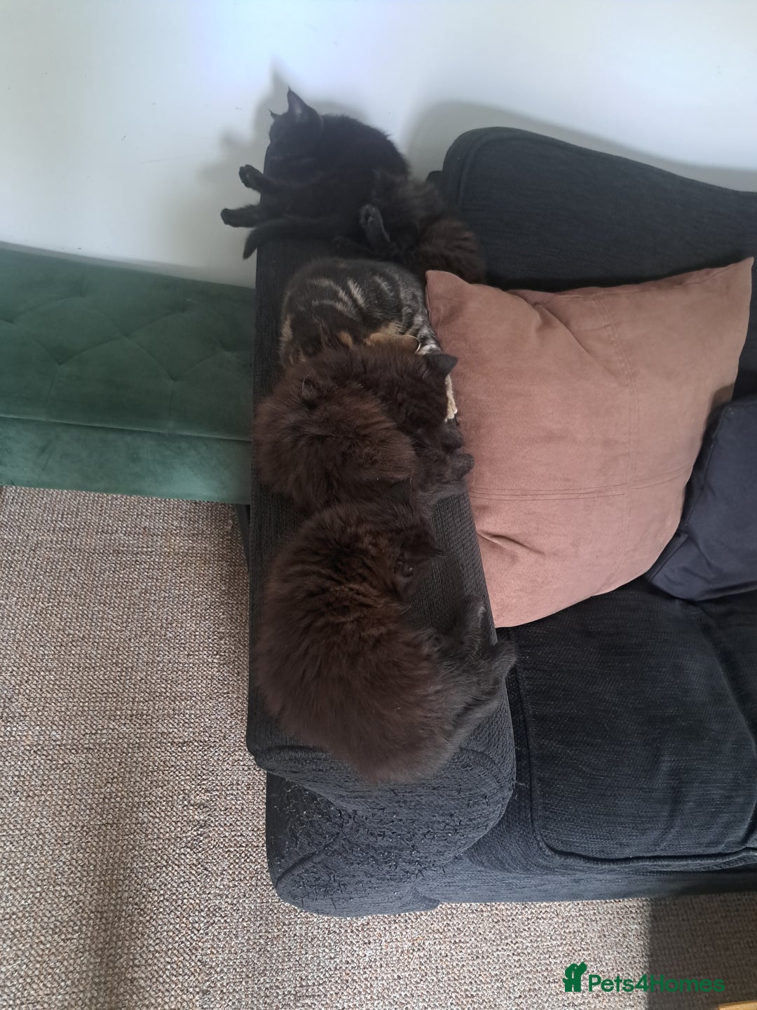British Shorthair cats for sale: 8 week old Black kitten £30 - Image 8