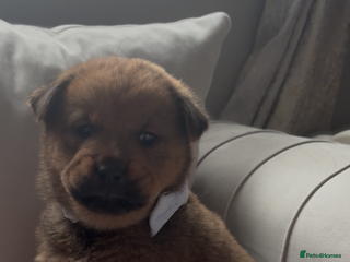 Mixed Breed dogs Rottweiler x chow chow puppies - Advert 4