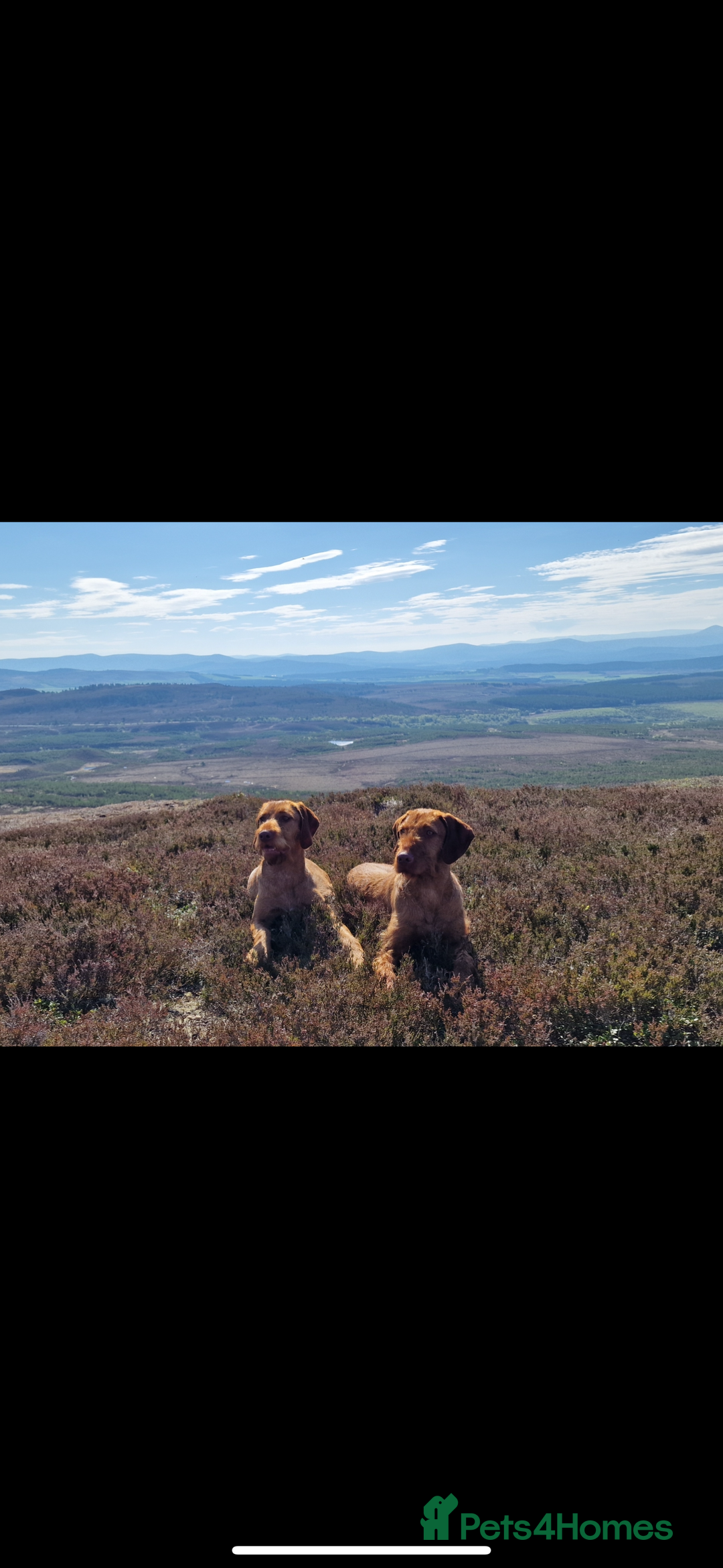 Hungarian Vizsla dogs for sale: Wirehaired Vizsla’s - Image 38