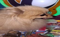 Pomeranian dogs for sale: Cherry needs a forever home - Image 2