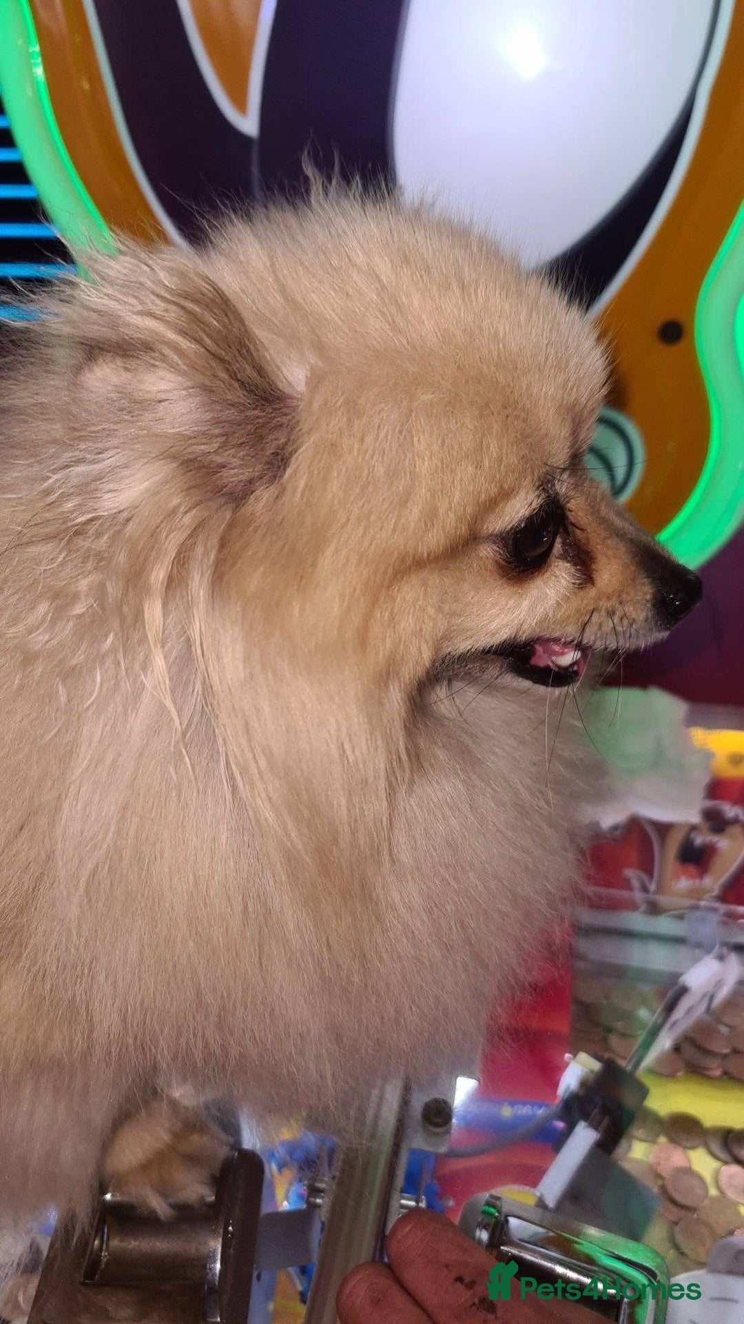 Pomeranian dogs for sale: Cherry needs a forever home - Image 2