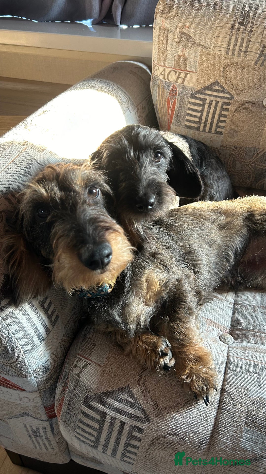 Miniature Dachshund dogs for stud: Miniature Dachshund Black Wire FOR STUD - Image 12