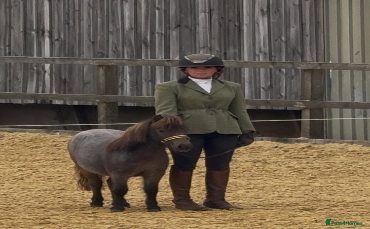 Miniature horses - Advert 1