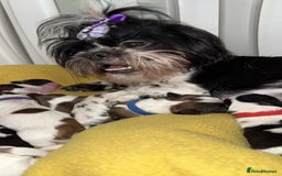 Shih Tzu dogs for sale: ShihTzu Newborn Puppies 💕Home-Raised & Well-Loved - Advert 7