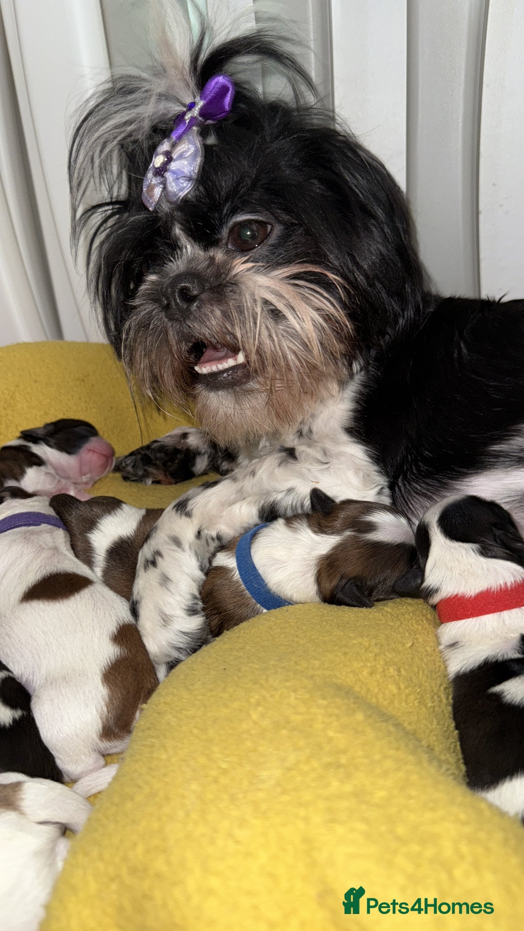 Shih Tzu dogs for sale: ShihTzu Newborn Puppies 💕Home-Raised & Well-Loved - Advert 7