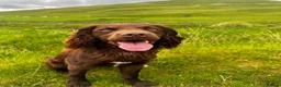 Sprocker dogs for stud: Beautiful chocolate sprocker spaniel for stud! - Advert 5