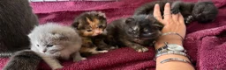 British Shorthair cats for sale: Half British shorthair  - Advert 6