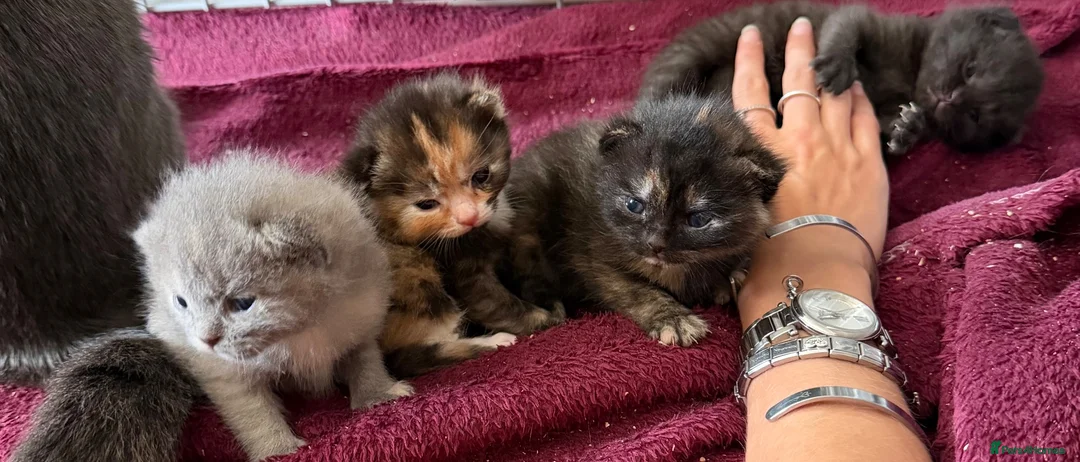 British Shorthair cats for sale: Half British shorthair  - Advert 6