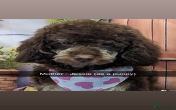 Cockapoo dogs for sale: Beautiful F2B Cockapoo Puppies - Image 1