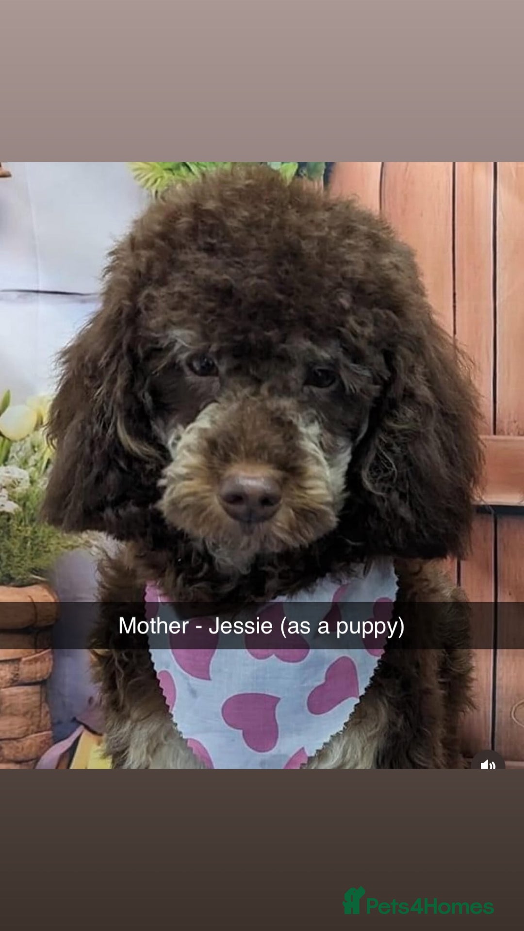 Cockapoo dogs for sale: Beautiful F2B Cockapoo Puppies - Image 1