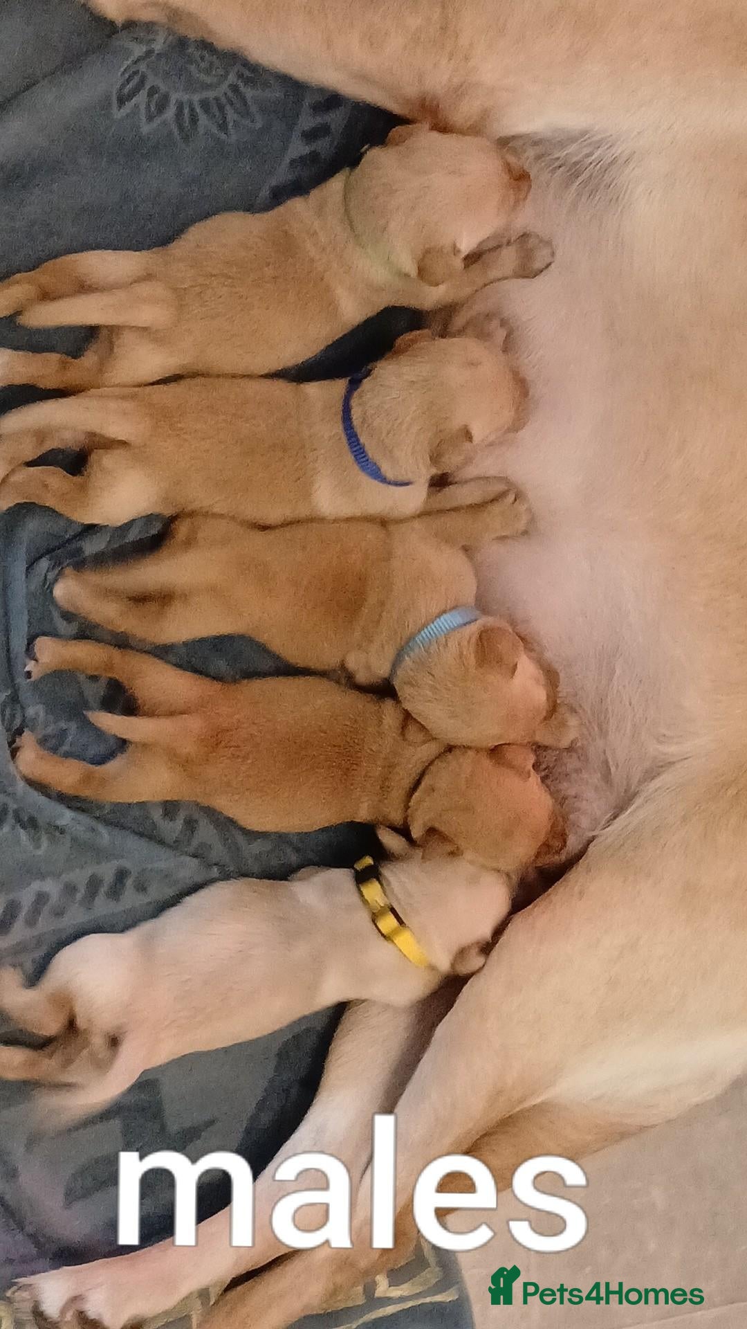 Labrador Retriever dogs Red/Golden Labrador puppies - Advert 2