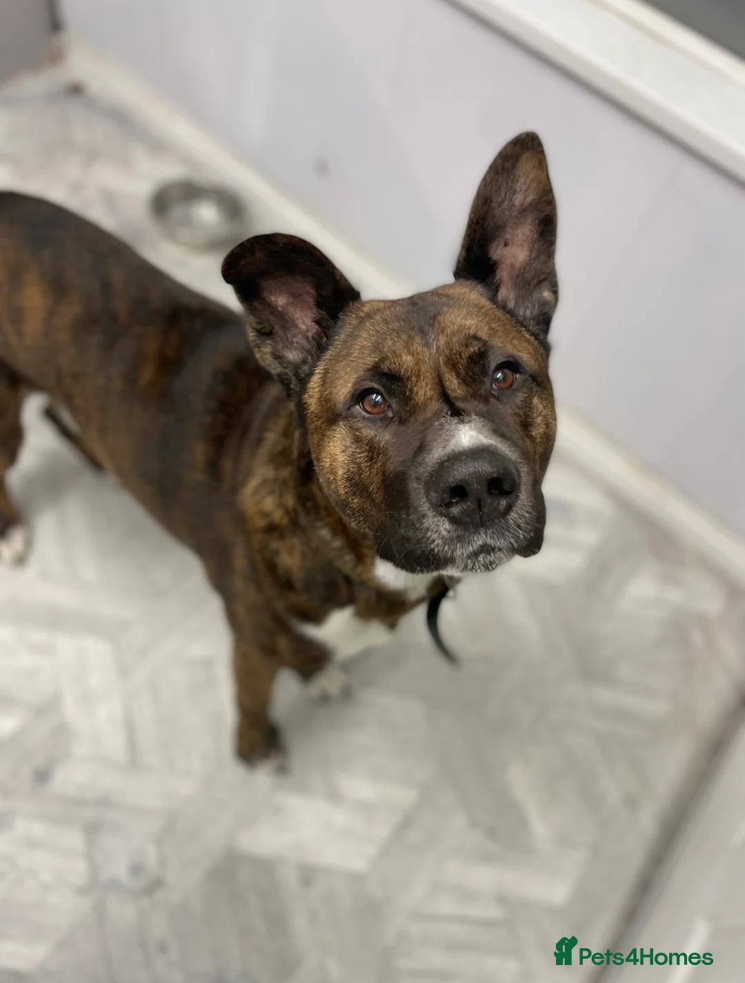 Mixed Breed dogs for sale: Male Akita staffy called sully - Advert 2