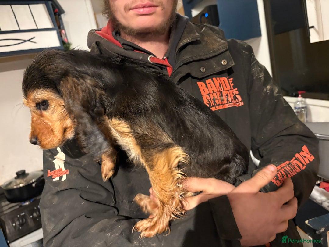 Cocker Spaniel dogs for sale: Show cocker spaniel puppies - Advert 8