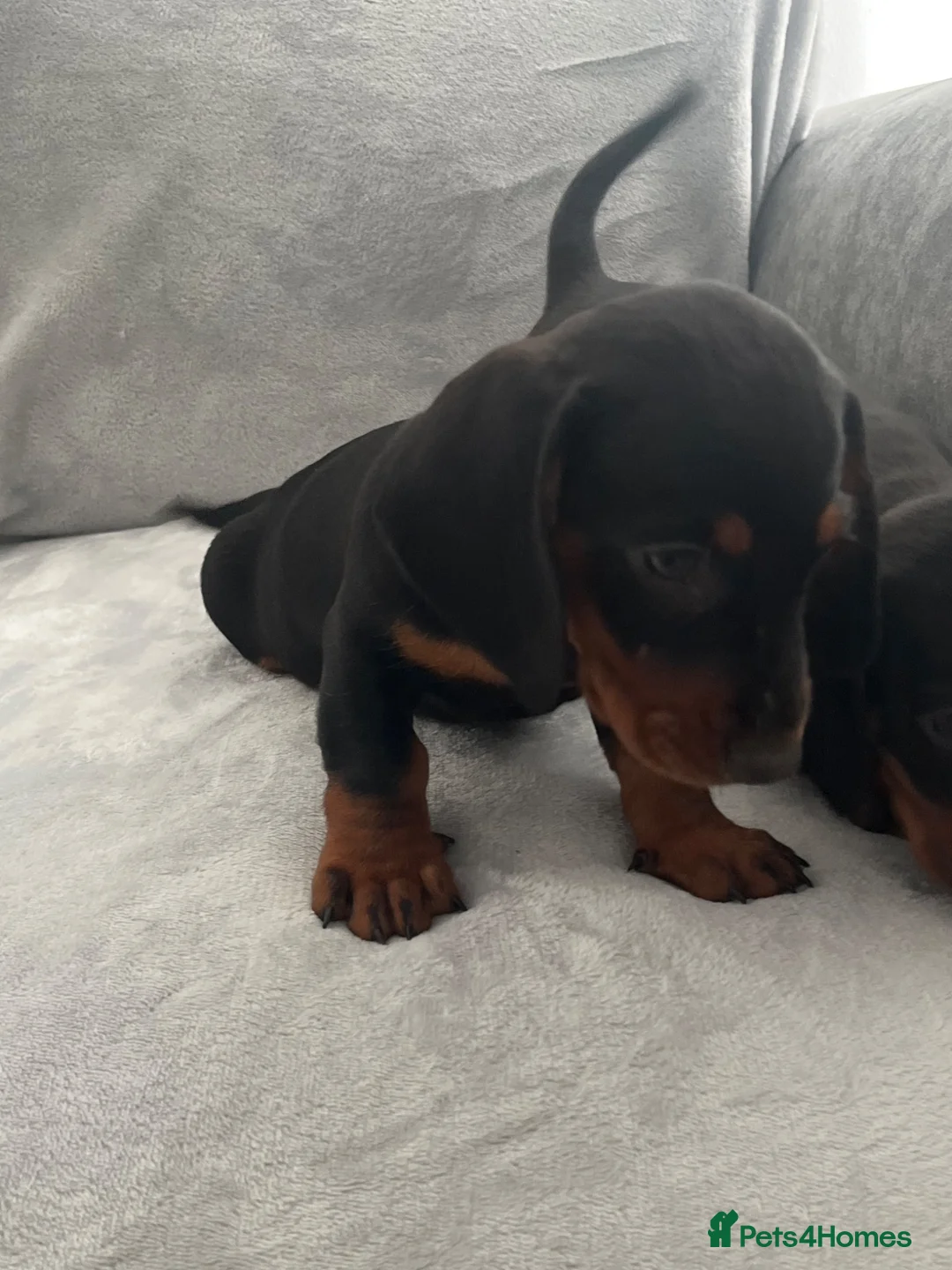 Miniature Dachshund dogs for sale: Dachshund boys in Coventry - Advert 17