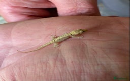 Gecko reptiles for sale: Mourning geckos  - Advert 5