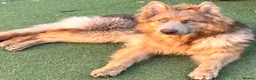 German Shepherd dogs for sale: German Shepherd male looking for forever home  - Advert 3