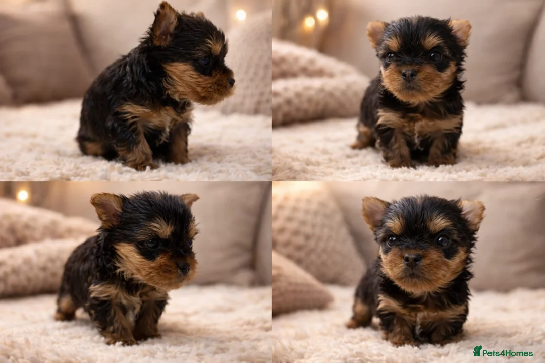 Yorkshire Terrier dogs for sale: YORKIE PUPPIES - Advert 5