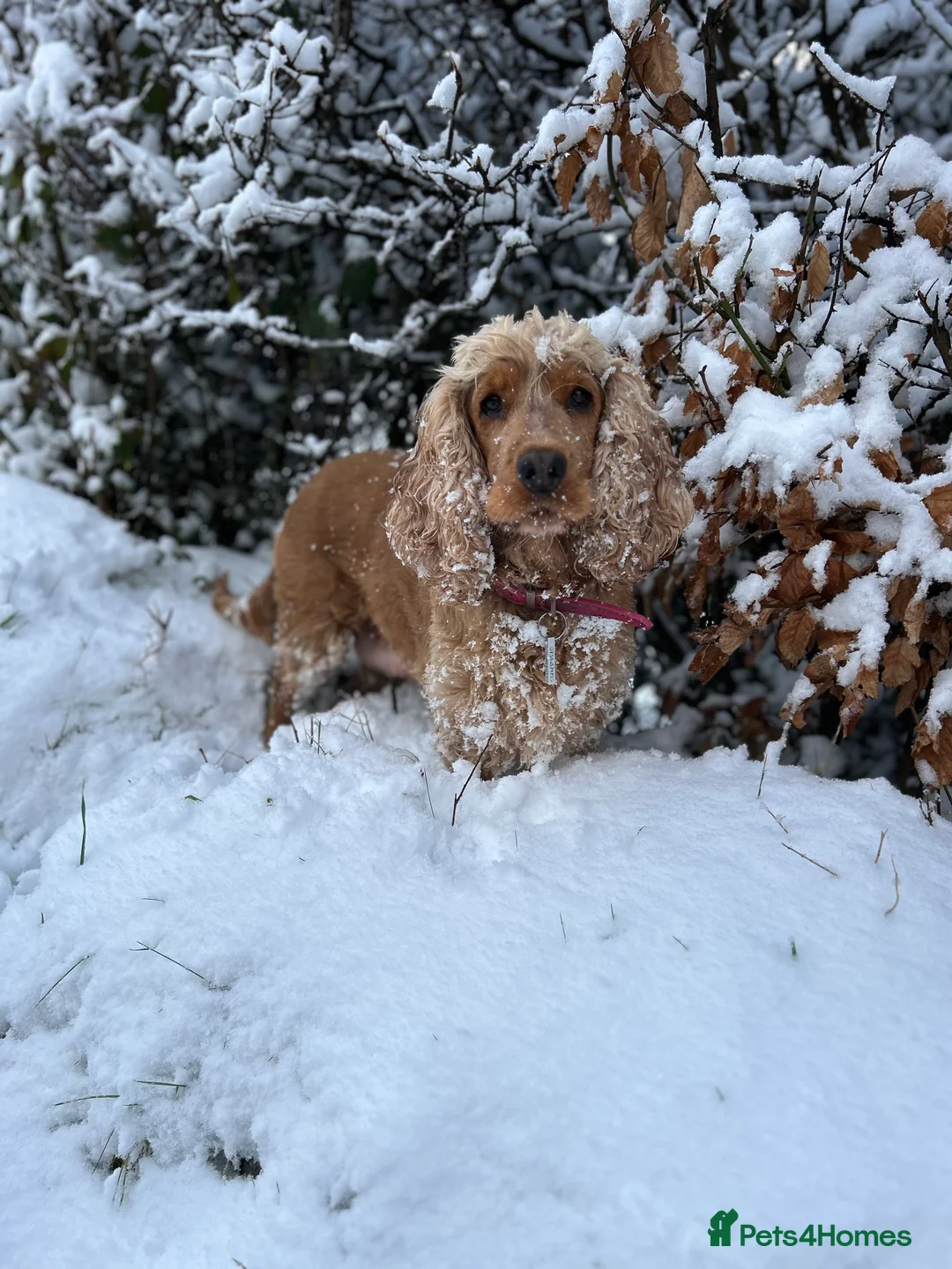 Cockapoo dogs for sale: READY TO GO 3 Golden Cockapoos  - Advert 7