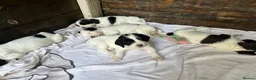 English Springer Spaniel dogs for sale: Striking Traditional English Springer Spaniel pups - Advert 6