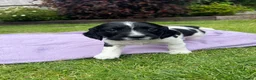 English Springer Spaniel dogs for sale: KC registered English Springer Spaniels - Advert 3