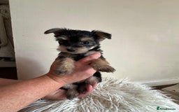 Morkie dogs for sale: Morkie teeny tiny mini pups  - Image 3