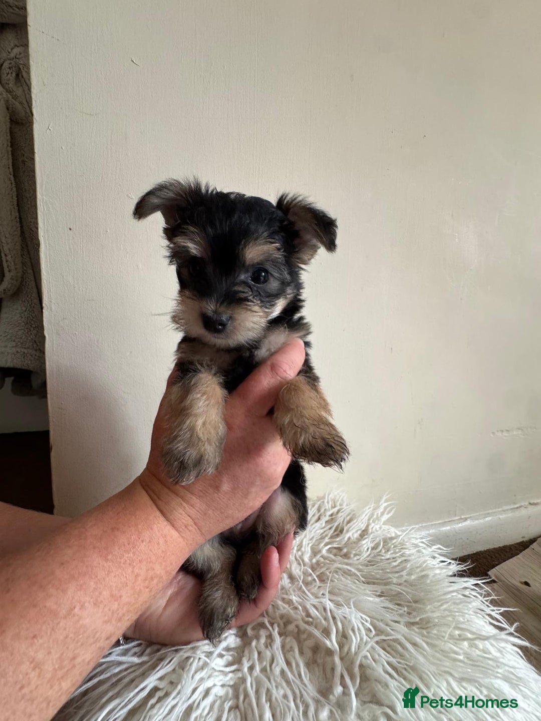Morkie dogs for sale: Morkie teeny tiny mini pups  - Image 3