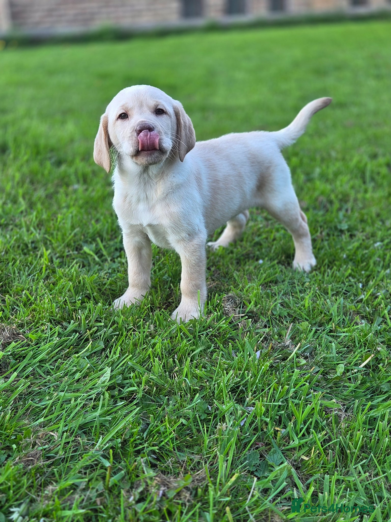 Labrador Retriever dogs Kc Registered quality labrador BOYS AVAILABLE  - Advert 12