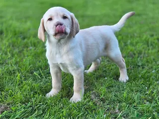 Labrador Retriever dogs Kc Registered quality labrador BOYS AVAILABLE - Advert 12