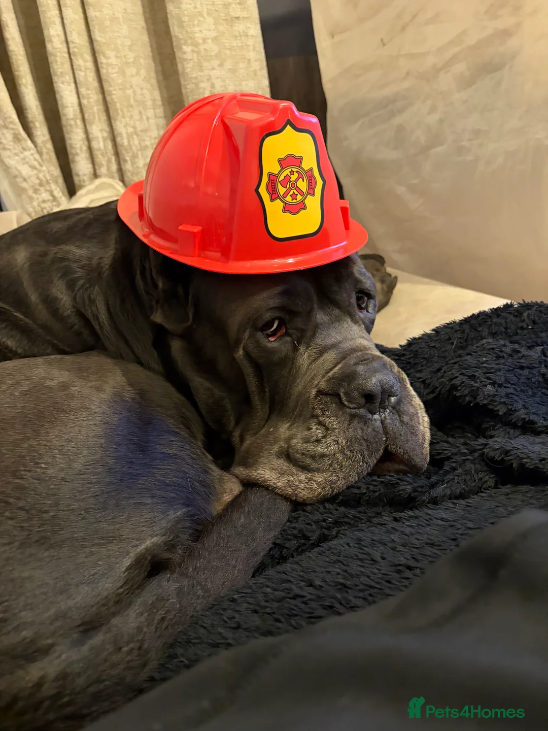 Cane Corso dogs for stud: Genuine Cane Corso Top Quality - Advert 3