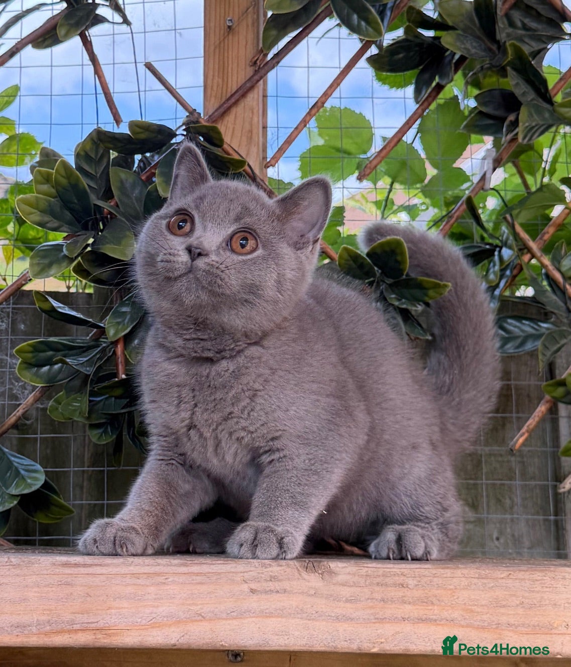 British Shorthair cats ✨ GCCF BEAUTIFUL KITTENS ✨ - Advert 2