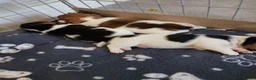 Jack Russell dogs for sale: Beautiful jack Russell puppies  in Bridgwater - Advert 12