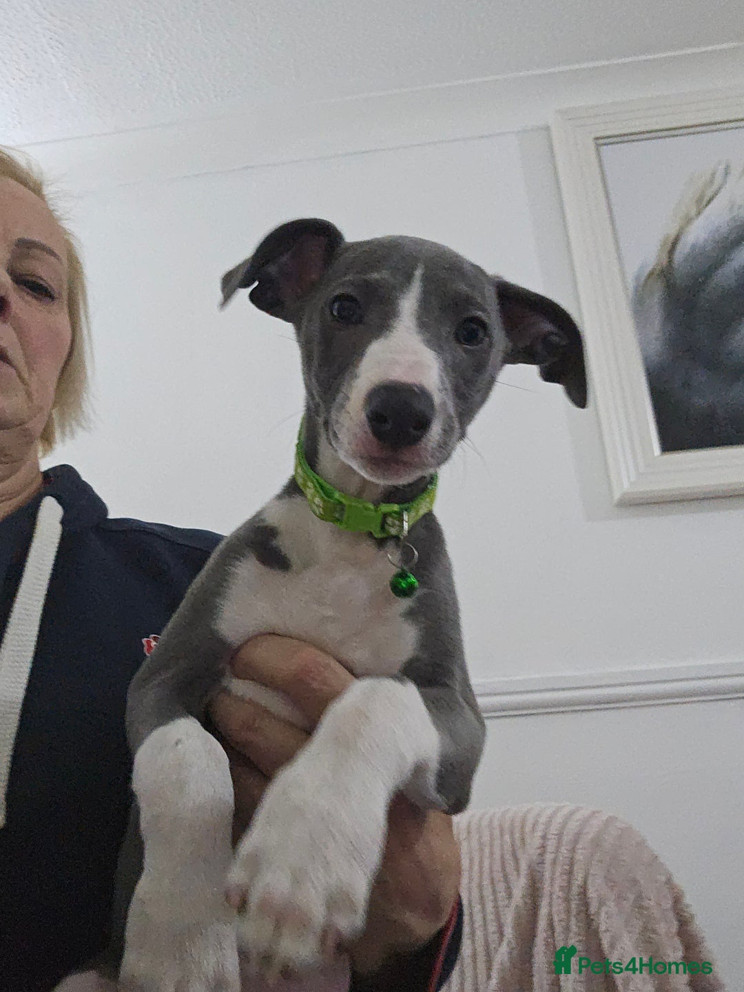 Whippet dogs for sale: KENNEL CLUB WHIPPETS  - Advert 30