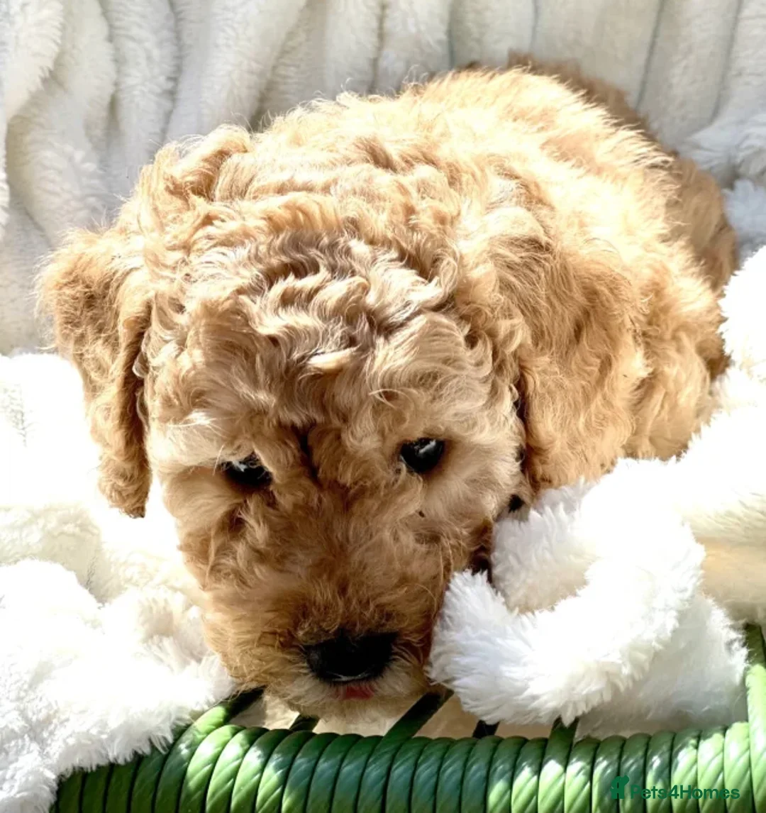 Cockapoo dogs for sale: Smart, Sweet & Snuggly-Fluffy Cockapoo Cuties - Advert 12