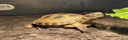 Tortoise reptiles for sale: Horsefeild tortoise  - Advert 1