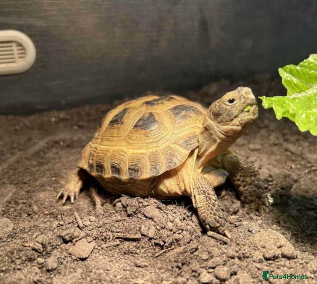 Tortoise reptiles for sale: Horsefeild tortoise  - Advert 1
