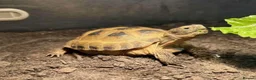 Tortoise reptiles for sale: Horsefeild tortoise  - Advert 1