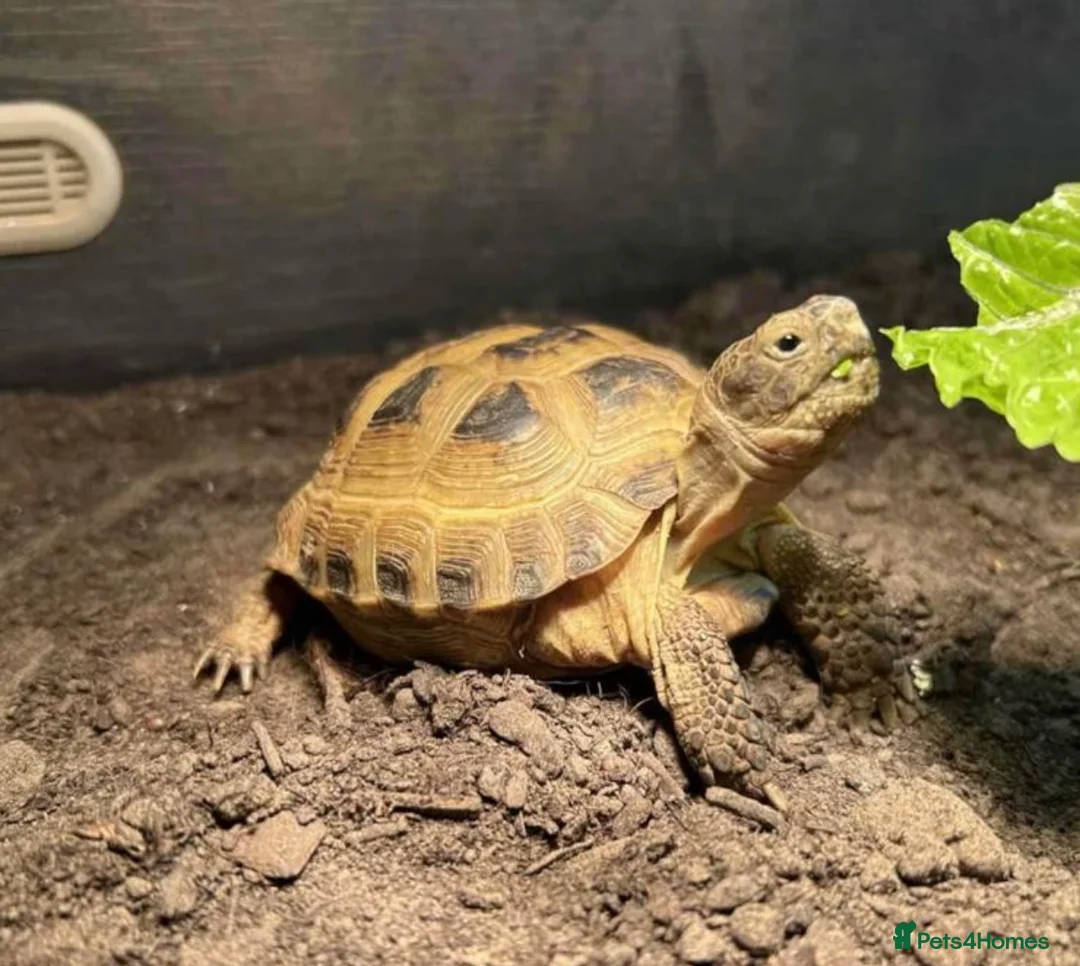 Tortoise reptiles for sale: Horsefeild tortoise  - Advert 1