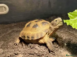 Tortoise reptiles Horsefeild tortoise - Advert 3