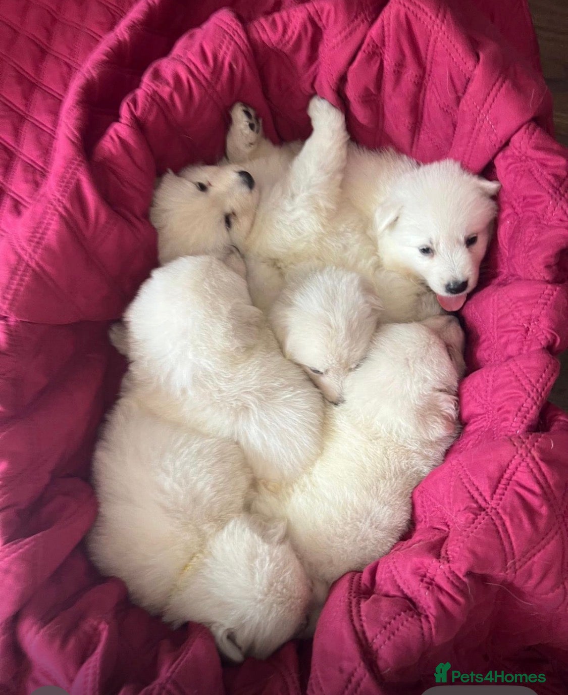 White Swiss Shepherd dogs World Champion Line White Swiss Shepherd Pups - Advert 1