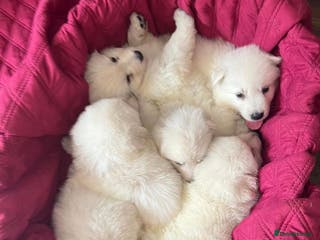 White Swiss Shepherd dogs World Champion Line White Swiss Shepherd Pups - Advert 1