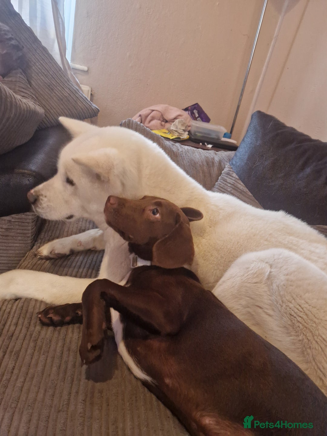 Mixed Breed dogs for sale: 6 month old cocker spaniel cross Staffordshire  - Image 1