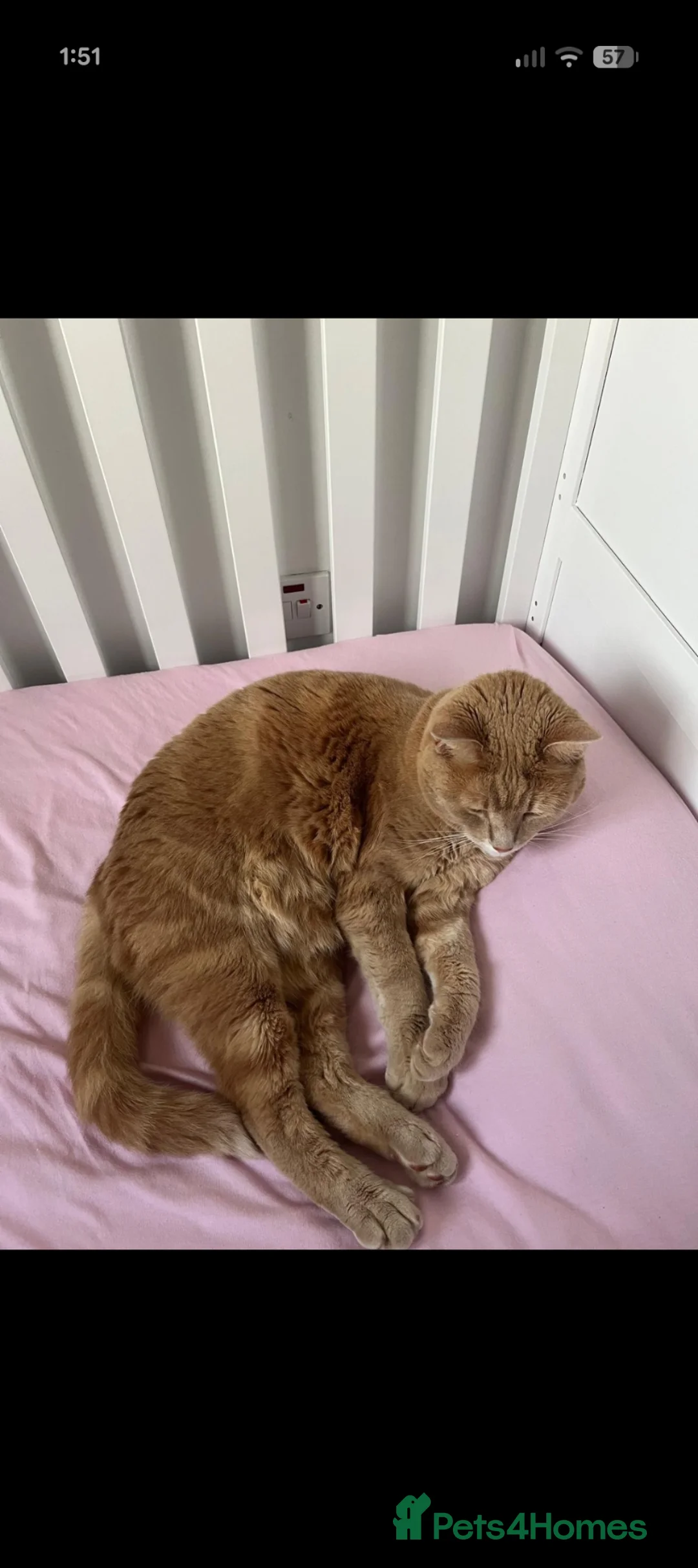 British Shorthair cats for sale: Mia & Leo - Brother and Sister  in Hemel Hempstead - Advert 2