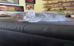Mixed Breed cats for sale: Tabby kittens for sale - Image 2
