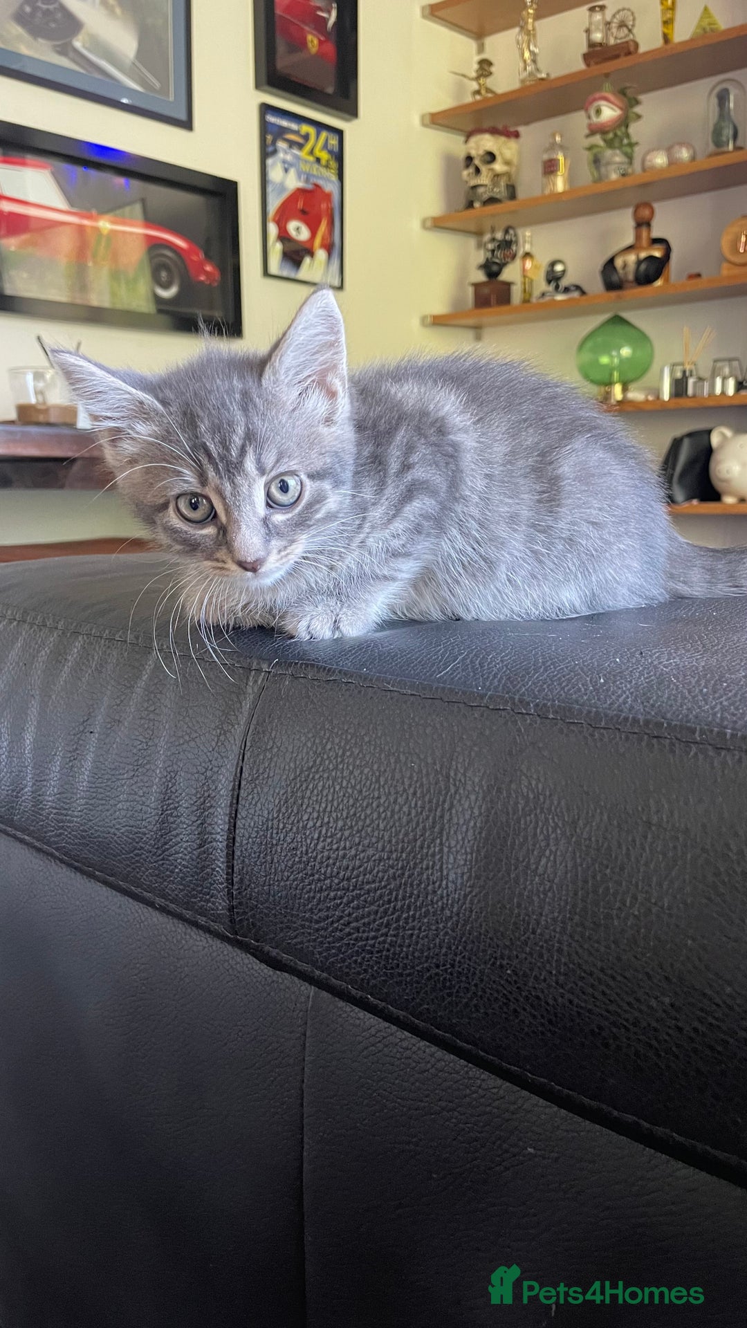 Mixed Breed cats for sale: Tabby kittens for sale - Image 2