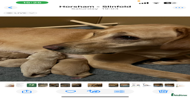 Labrador Retriever dogs Adorable Yellow and Fox Red Labrador Retrievers - Advert 8