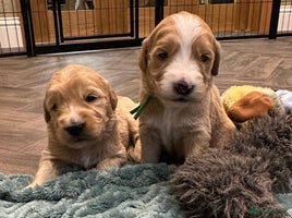 Double Doodle dogs - Advert 16